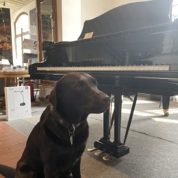 C. Bechstein B 210 von 2007 in Schwarz glänzend