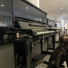 Schimmel Konzert K 132 Tradition von 2015 in Schwarz glänzend